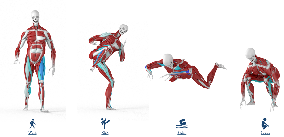 RLMuscle: Muscle-Driven Character Animation via Reinforcement Learning