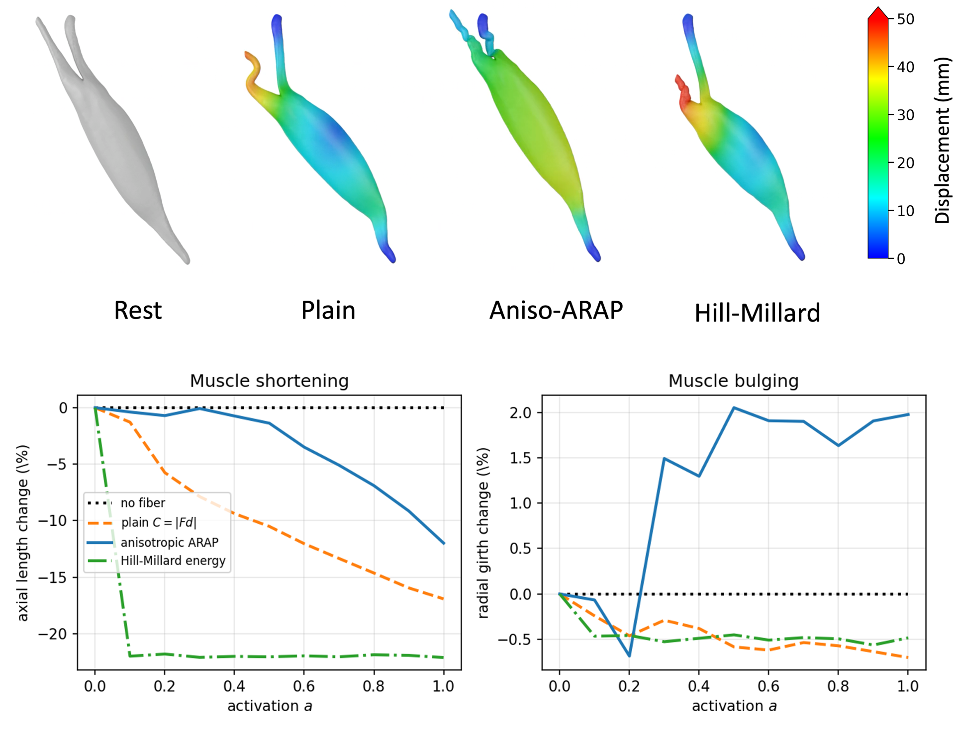 Effect of the four fiber constraints on the biceps