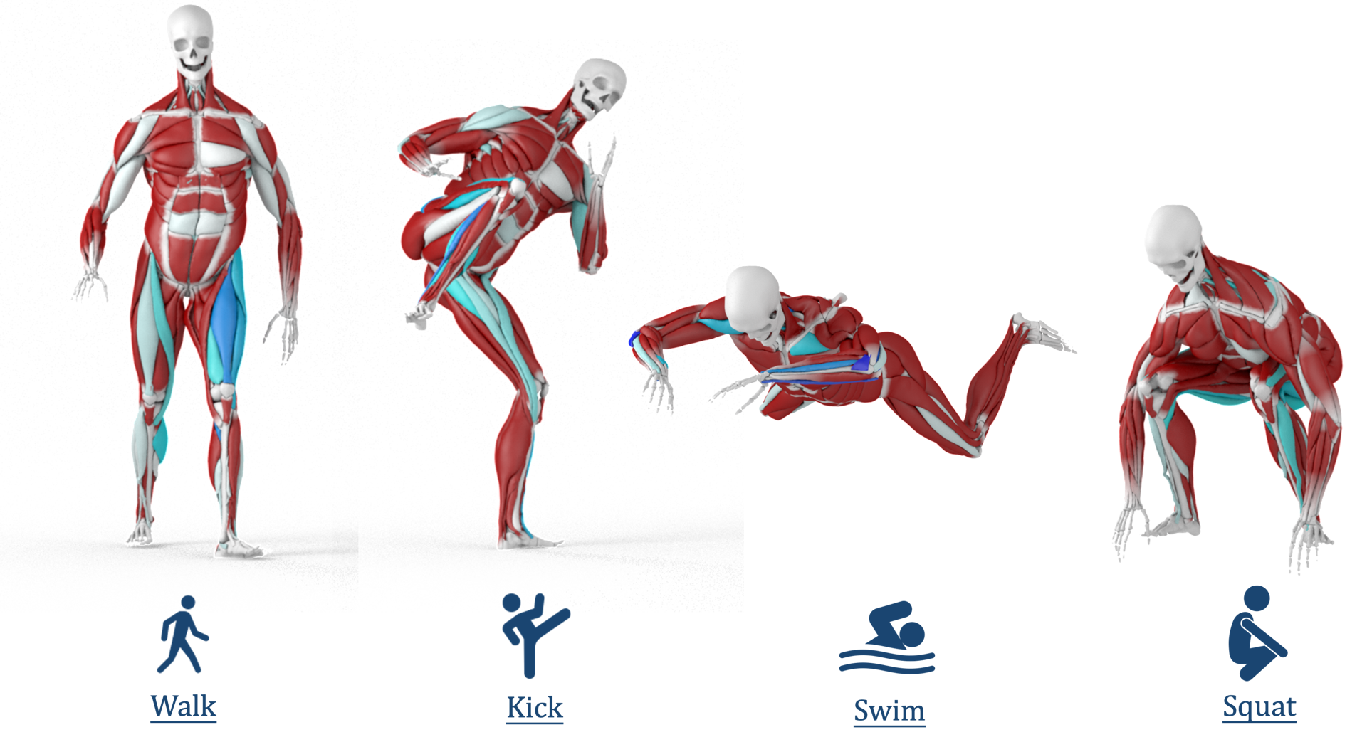 Muscle-driven character animation for walking, kicking, swimming and squatting