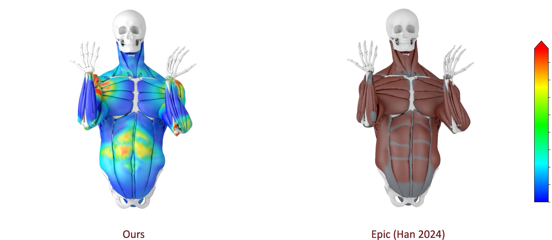 Comparison against the neural musculoskeletal model of Han et al.